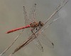 Sympetrum sinaiticum male-190040